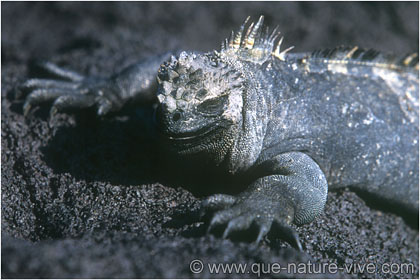 iguane marin 14