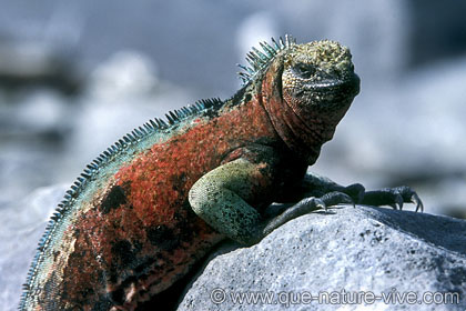iguane marin 7