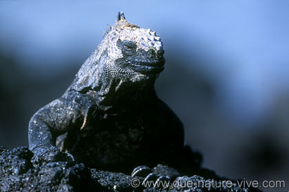 iguane marin 9