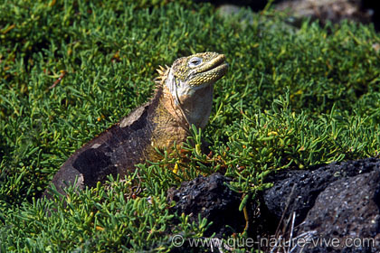 iguane terrestre 3