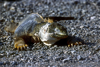 iguane terrestre 5