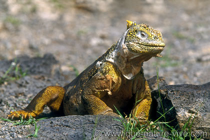 iguane terrestre 6