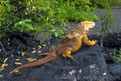 iguane terrestre 8