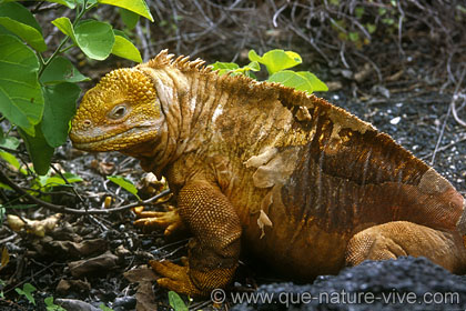 iguane terrestre 7