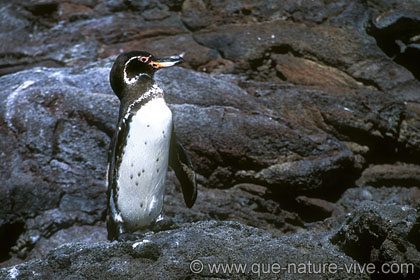 manchot des galapagos 3