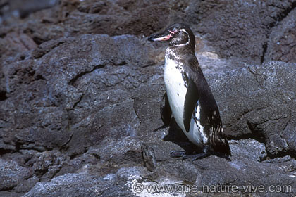 manchot des galapagos 4