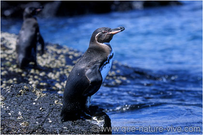 manchot des galapagos 1