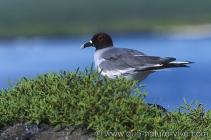 mouette à queue d'aronde