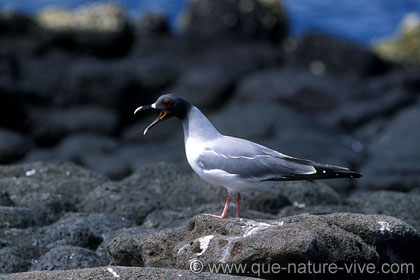 mouette à queue d'aronde 5