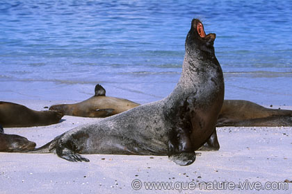 otarie des galapagos