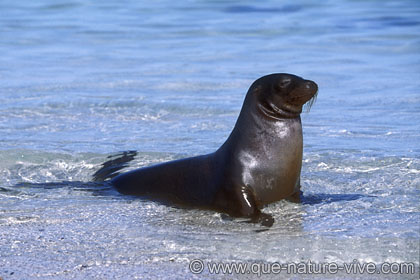 otarie des galapagos 2