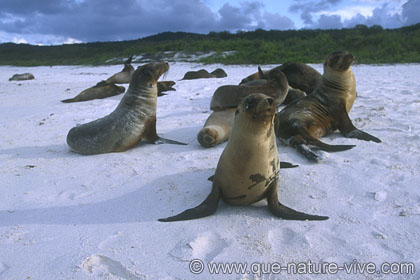 otarie des galapagos 3