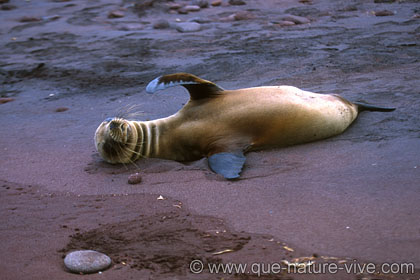 otarie des galapagos 6