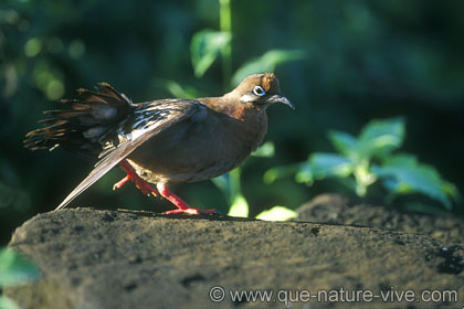 tourterelle des Galapagos 3