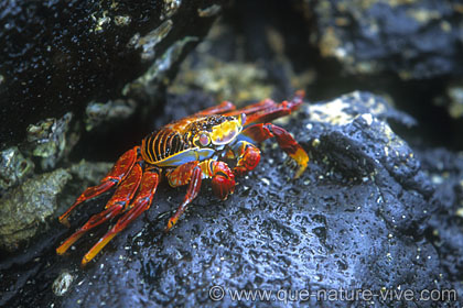 crabe "zayapas" 2