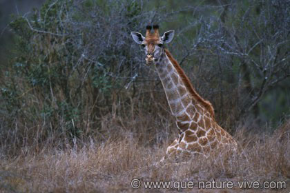 Girafe couchée