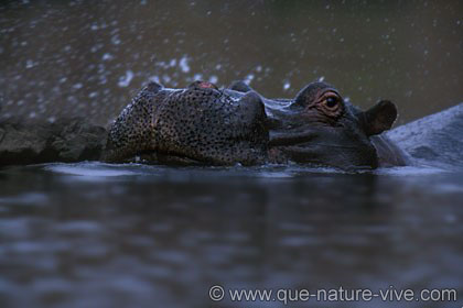 Hippo éclaboussures 1