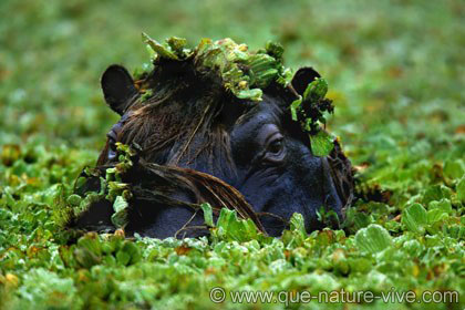 Hippo en salade