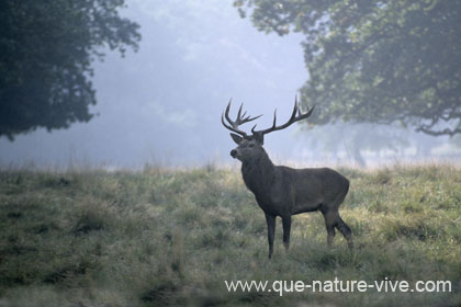 Jeune cerf le matin