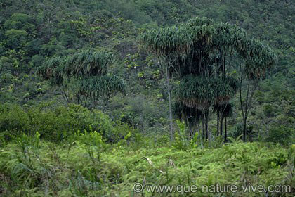 king-kong landscape