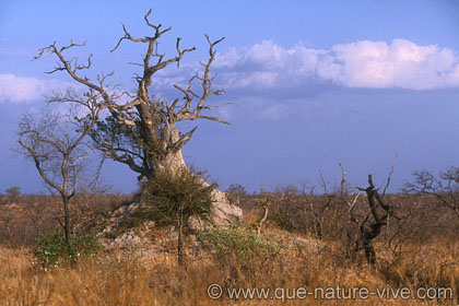 arbre mort