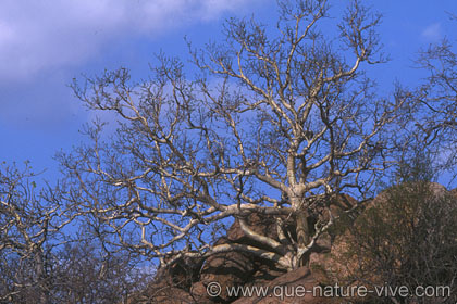 arbre et roches
