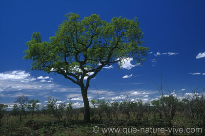 la solitude de l'arbre