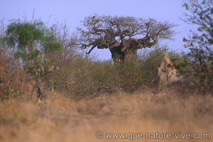 baobab 1