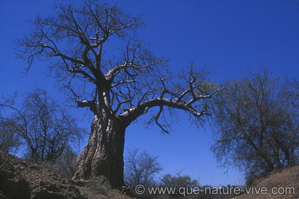 baobab 3