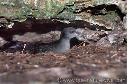 puffin du pacifique 1