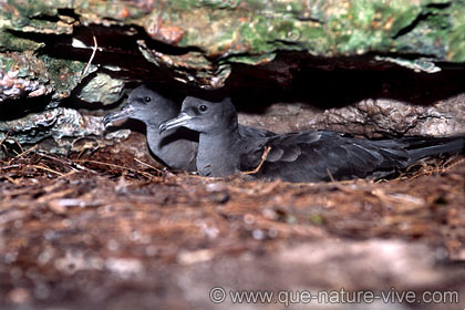 puffin du pacifique 2