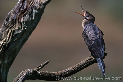 cormoran africain