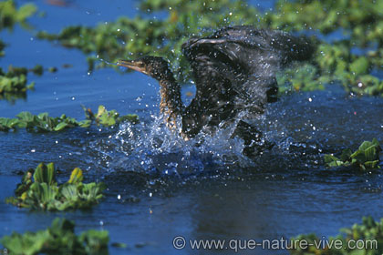 cormoran africain 2