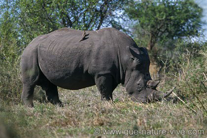 rhinocéros se nourrissant