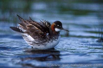 Phalarope à bec étroit