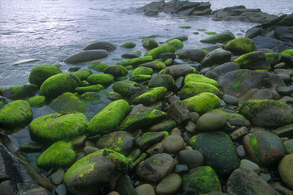 Galets de verdure