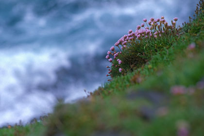 Fleurs de vent