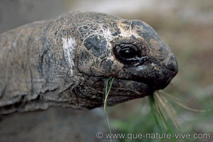 tortue de bird