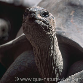 tortue de curieuse 1